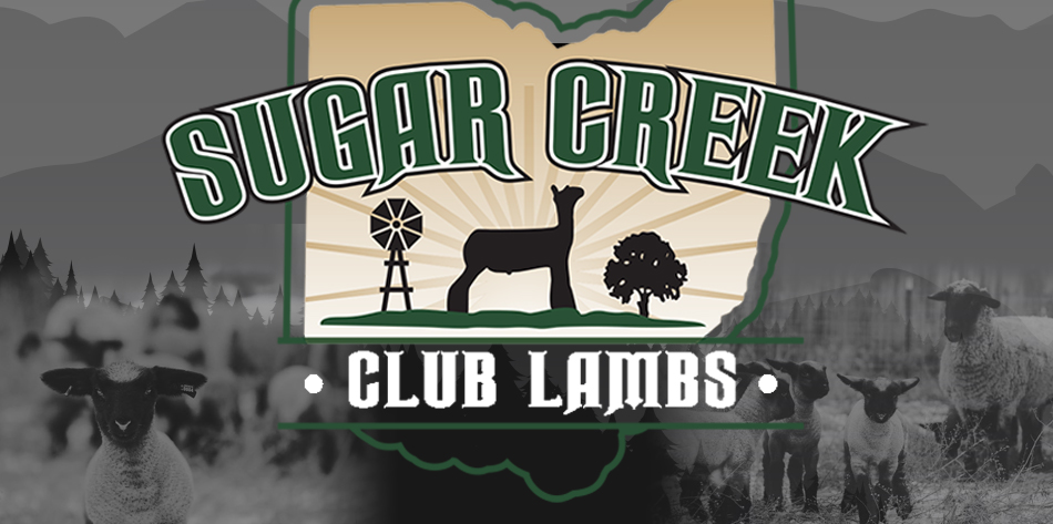 Sugar Creek Club Lambs